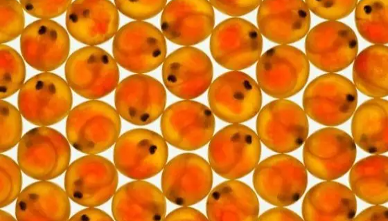 RTG鲑鱼胚胎细胞的处理方法与培养步骤！