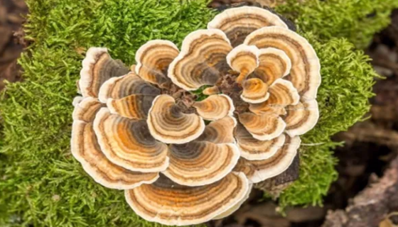 变色栓菌的形态特征与生长环境及育植技术！