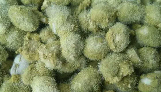 绿色木霉的使用方法与注意事项及打管说明！