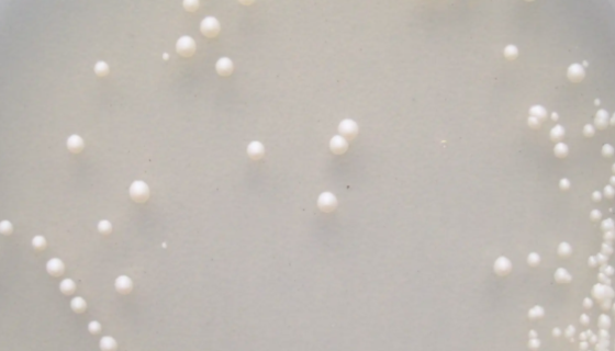 酿酒酵母——用于制作面包和馒头等食品及酿酒