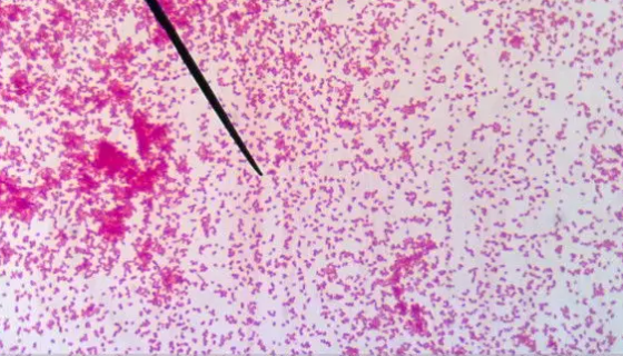 LKT-1高温厌氧杆菌属 百欧博伟生物 ATCC 33488