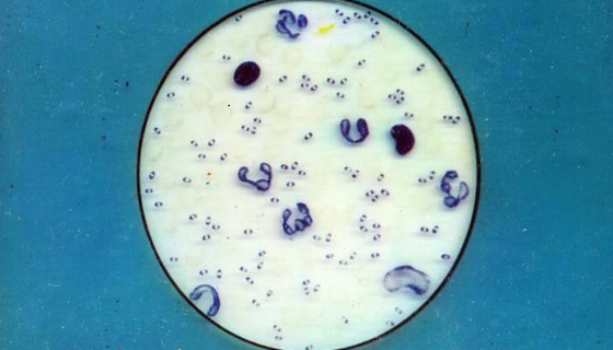 ATCC 43137 多杀性巴氏杆菌 百欧博伟生物