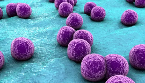 表皮葡萄球菌的致病与诊断及实验室检查！