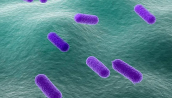 乳酸杆菌属的形态特征与培养方法及打管说明！