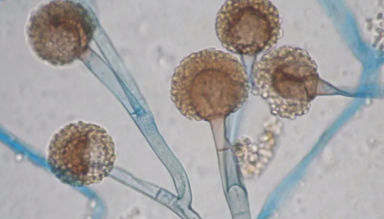 黑根霉——用于该菌种群演化与流行学监测