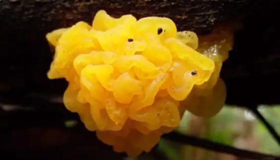 橙黄色黏球菌的储存与培养及冻干管打管说明！