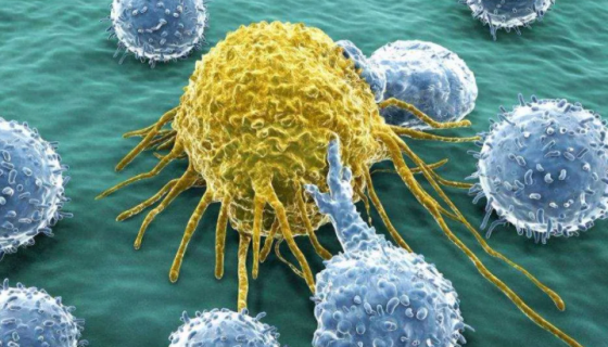 AGL1 Electro感受态细胞的背景与应用！