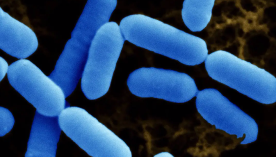 ATCC 55195 惰性乳杆菌 百欧博伟生物