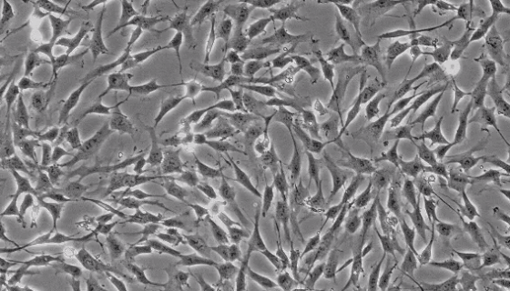 H9c2(2-1)(大鼠心肌细胞)的收发货处理方法！