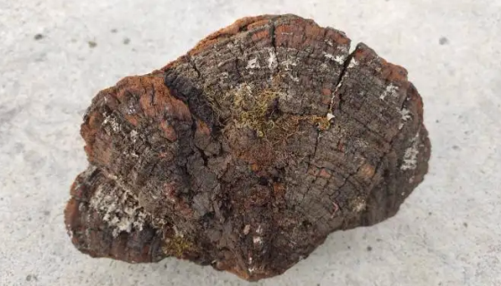 火针层孔菌的培养条件与使用范围及保藏方法！