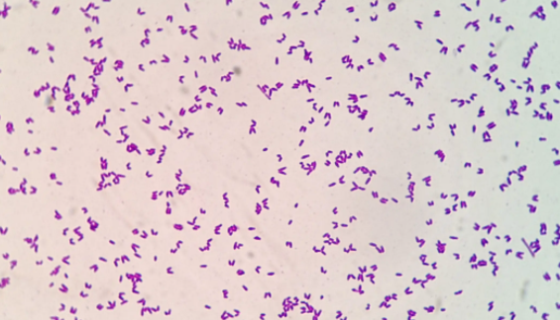 用于生产L-精氨酸的：谷氨酸棒状杆菌（黄色短杆菌）