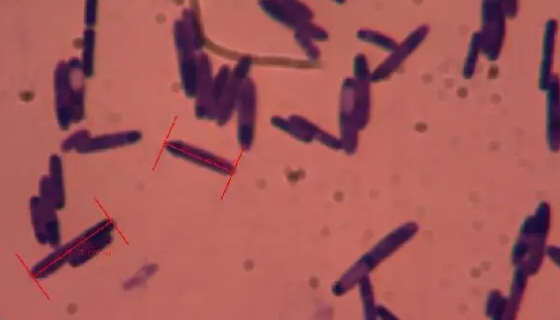 ATCC 19171 溶纤维丁酸弧菌 百欧博伟生物