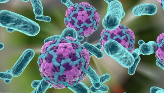 肠沙门氏菌肠亚种肠炎血清型冻干管打管说明书！