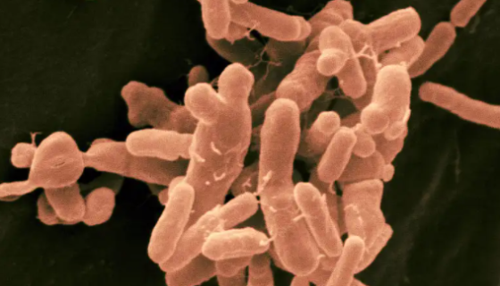 根癌土壤杆菌——植物遗传工程菌