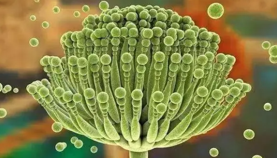 黄曲霉素的知识介绍与理化性质及产生条件！