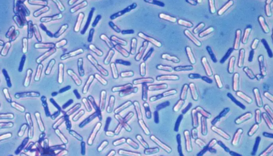酪酸梭状芽孢杆菌的生物学特性与临床应用及作用机制！