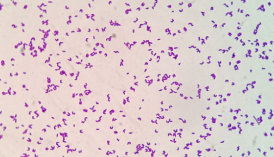 ATCC 492 密执安棍状杆菌密执安亚种菌株说明！