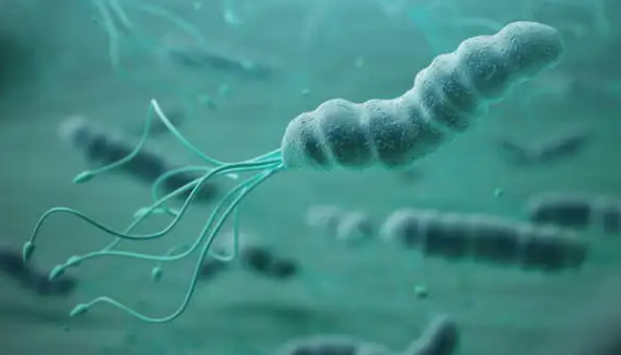 草螺菌的形态特征与主要价值及打管说明！