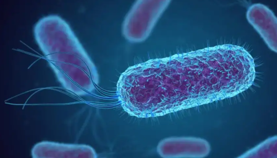 肠道致病性大肠埃希氏菌——分析检测和质量控制