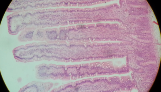 INT407人小肠上皮细胞的培养步骤与操作方法！