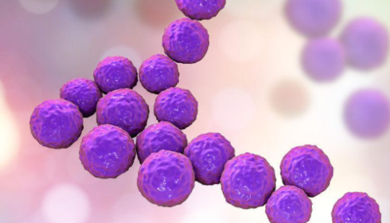 ATCC 51299 粪肠球菌耐万古霉素 百欧博伟生物