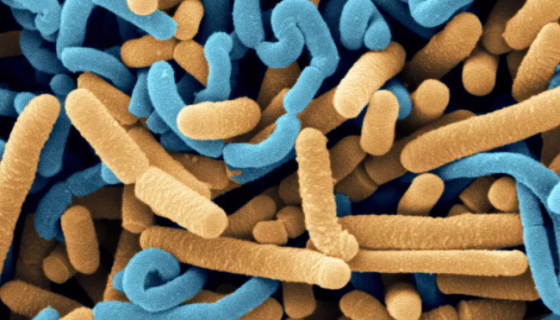 干酪乳杆菌的菌株特性与主要应用及保存方法！