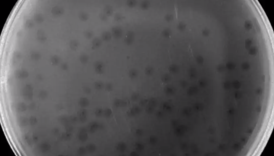 杀鲑气单胞菌亚种冻干管打管说明书！