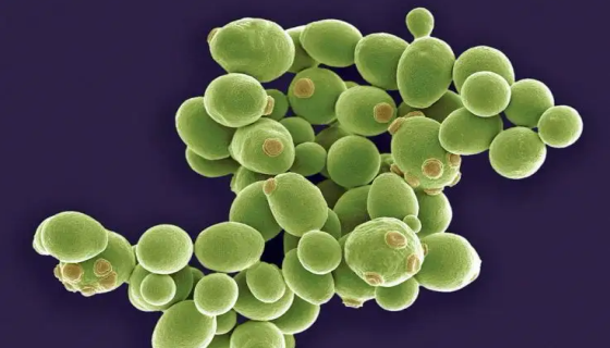 毕赤酵母的开发利用与生产过程及纯化方法！