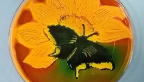 用于酿造白酒和产淀粉酶的：橙色嗜热子囊菌