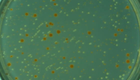 洋葱假单胞菌的特征特性及冻干管打管说明！