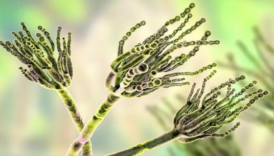 意大利青霉——工业用防腐剂的效果检测