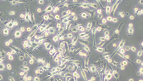 小鼠骨髓巨噬细胞的运输和保存及其应用！