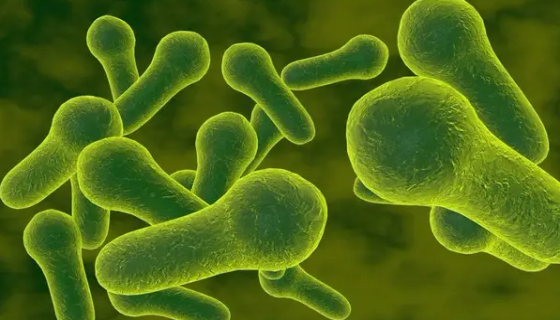 艰难梭状芽胞杆菌感染的诊断与治疗及预防！