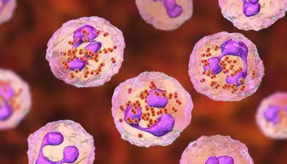 脑膜炎球菌的培养条件与菌株分型及致病物质！