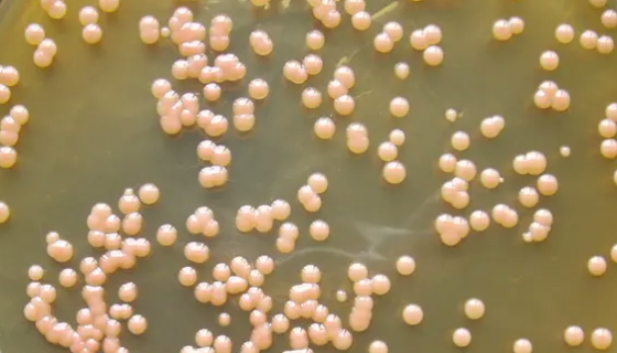 胶红酵母——牧草饲料发酵用菌种