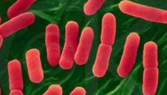 用于抗丝状真菌研究的——短杆菌属