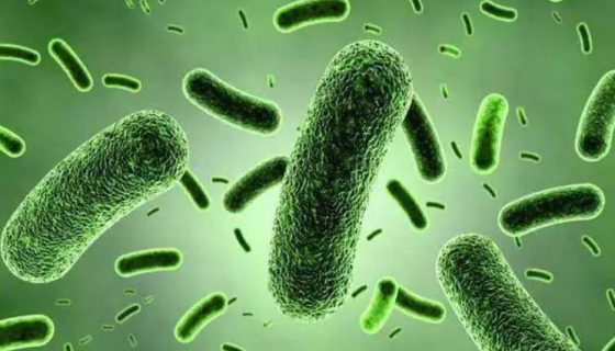 植物乳植物杆菌的培养方法与实验内容及操作步骤！