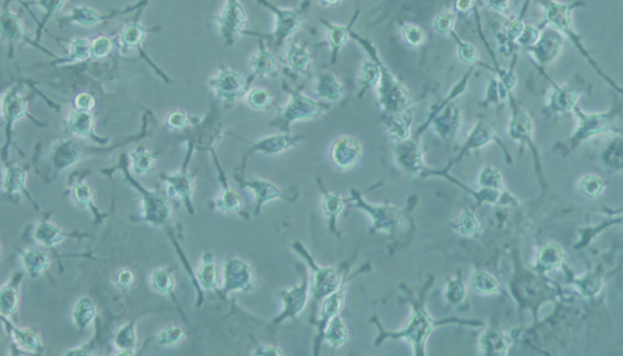 SDBMSCSD大鼠骨髓间充质干细胞的培养操作步骤！