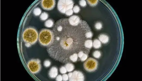 食腺嘌呤芽生葡萄孢酵母冻干管打管说明书！