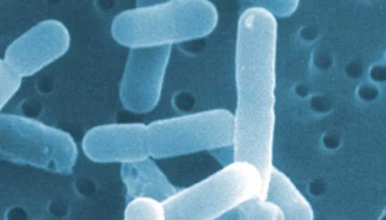 罗伊氏乳杆菌GMNL-263的菌株类型与功效机制！