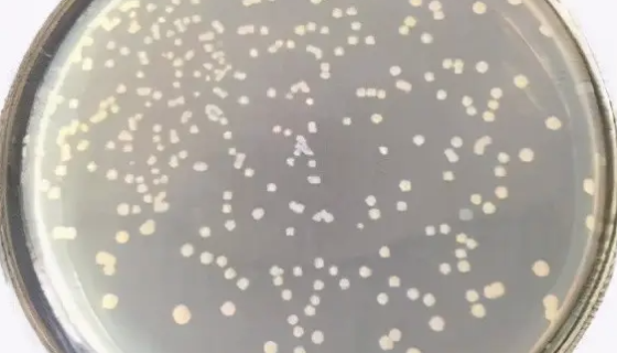 杀鲑气单胞菌——用于有机化工污水的处理