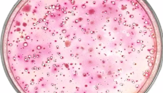 国标大肠菌群检测方法的对比之MPN法和平板计数法！