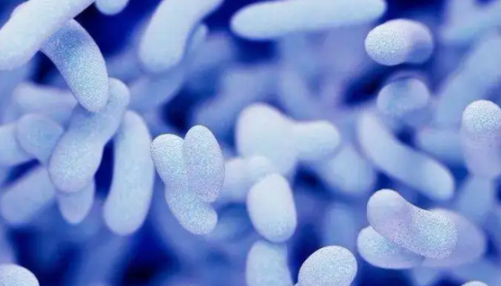 假坚强芽孢杆菌——用于生产碱性弹性蛋白酶