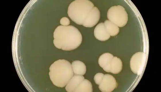 白色涅斯特连科氏菌的培养与使用及注意事项！