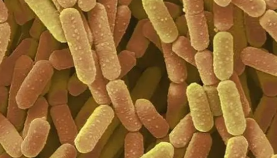 鼠李糖乳杆菌——用于发酵乳品及相关发酵食品