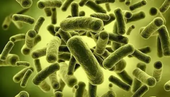 嗜酸乳杆菌的药理作用及用途与应用！