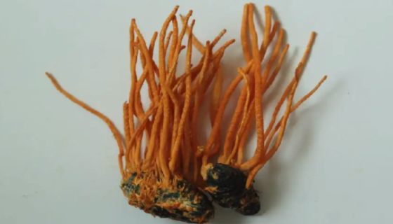 ACCC 50632 蛹虫草（北冬虫夏草、北虫草）