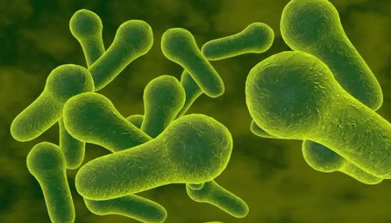 微生子梭杆菌的生物学特征与微生物学检验！