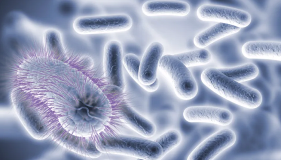 具有链霉素和壮观霉素抗性的：E.Coli S17-1