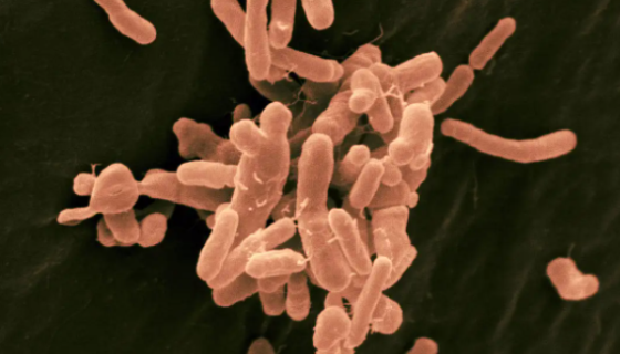 根癌土壤杆菌的培养方法与实验内容及注意事项！